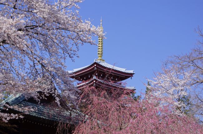 桜を求めて、千葉県柏市にある「布施弁天」、松戸市にある「東漸寺」そして「本土寺」へ行ってきました。<br />天気は快晴で、朝早く行ったこともあり、人もまばらでゆっくり桜を鑑賞することができました。