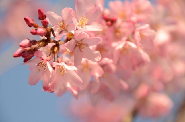 ちょっと早かった京都の桜　vol.1 嵐山、仁和寺、龍安寺、金閣寺編