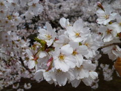 2012新宿御苑のお花見