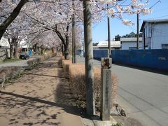 横浜市旭区ふるさと尾根道緑道　桜満開