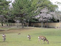 大和路の桜　2012年　　奈良公園