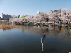上野の桜、今が盛り