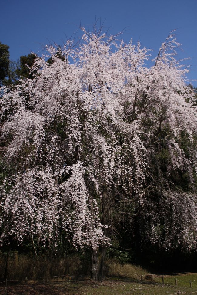 昨年につづき、今年も醍醐寺の枝垂れ桜を見に行きました。
