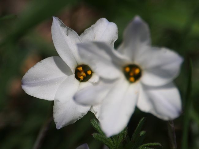 今年は何時までも暖かくならずに梅も桜も遅れて居ましたがやっと見ごろを迎えました。