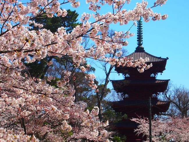 【日帰りの旅。千葉県市川市桜の名所散歩（所要約３時間）】<br /><br />関東地方の桜はついに満開に！<br />さらにこの日曜日は天気も晴れとのことなので、このまま出かけないという選択肢はあり得ないですよね♪<br /><br />とはいうものの、（いつものとおり）まったくノープランでいたので、とりあえず近場の桜の名所をピックアップしていると、千葉県市川市に、樹齢400年の枝垂桜が咲き誇る真間山弘法寺と桜に彩られた中山法華経寺というお寺があるとのことなので、さっそく足を向けてみることに。<br /><br />（おそらく、知名度的にはそんなに無いと思われるのですが）今回実際に訪れてみると、どちらもとても美麗な桜が見頃を迎えていて、言うことなしの散策となりました。<br /><br />〔本日の旅の行程〕<br />・京成国府台駅 ～ 弘法寺 (市川市) ～ 里見公園 ～ 京成国府台駅 ～ 京成中山駅 ～ 法華経寺 ～ JR下総中山駅