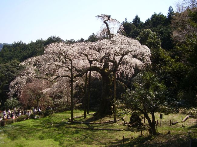 2012年4月8日　小田原に桜の花見にいってきました。<br />早川駅→一夜城歴史公園→長興山しだれ桜→小田原城<br />桜の写真のみです。<br />インターネットで調べると4月6日ごろから満開となって<br />いますが、今一歩の感も。<br />でも、今がみごろです。もう少しすると散り始めて、私的<br />にはよりよくなるかと。<br />ただ、来週末まではもたないかな・・・・<br />