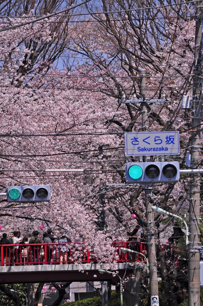本来なら江戸東京たてもの園と小金井公園に桜を観に行こうと思っていましたが、調べてみるとまだ少し先の様な感じ。今日を逃したら見事な桜は観れないだろうと、何処かに出掛けたくても行く場所が定まらない。<br />こうなったら、近場に行くか！と言う事で今回は自宅から歩いて行ける距離の桜を観に行って来ました。<br /><br />そう言っても川崎側では無く多摩川を渡り東京の入り口、東急東横線多摩川駅周辺の散歩。<br />この辺りって幼い頃はチャリでよく出掛けていたけど、最近は殆ど行かない場所なので。。。<br />思いっきり大発見が多かった散歩でした♪<br /><br />