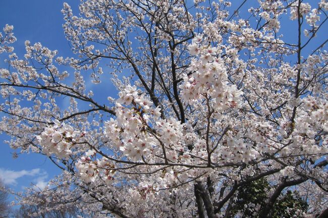 2012春、満開が近くなった亀城公園の桜(2/3)：ソメイヨシノ、椿、再建工事の城壁