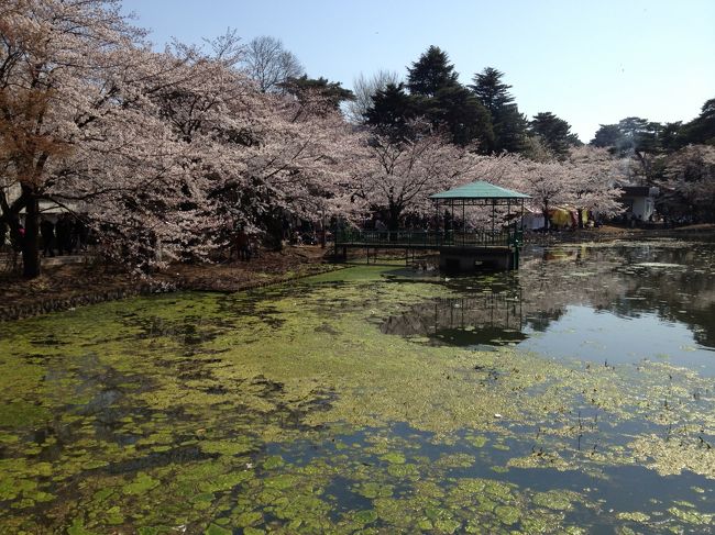 今年は桜の開花も例年より遅めでしたが週末にちょうど満開になりましたので大宮公園まで観に行ってきました。<br /><br />すごい人手ですが、そこそこにスペースはあるので、混み混みではないです。<br /><br />京浜東北線大宮駅下車　徒歩20分<br /><br />