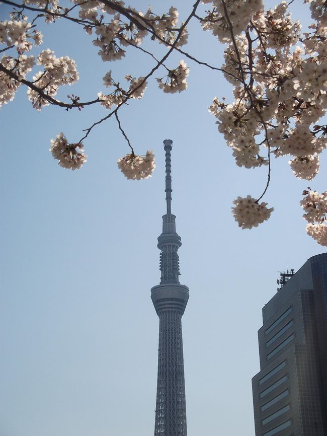 オープン前のスカイツリーをバックにお花見をどうぞ。