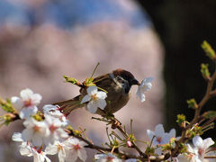 ２０１２　小さいながら　美しい桜の花を見せてくれる　乃木神社　乃木公園　下