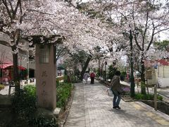 桜　見ごろを迎えようとしています。宝塚花のみち。久安寺にも行ってきました。