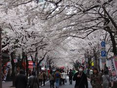 東京駅前八重洲口（日本橋）でも桜のお花見出来ますよー！！