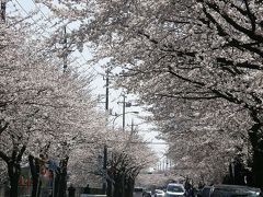 2012桜まつりの終わってしまった清久さくら通りに・・