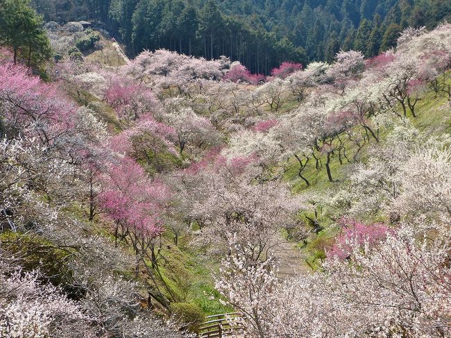 今春は吉野梅郷へ梅を見に行くぞ！と決めていたんですが、あれれ？！なかなか花が咲きません。4月になって、やっと見頃になり出掛けてきました。自宅から吉野梅郷までは同じ都内なのに2時間以上掛かります。時間的には日光に行くのとトントン。<br />JR青梅線の日向和田（ひなたわだ）駅から梅の公園、岩割の梅、即清寺、吉川英治記念館に寄って二俣尾（ふたまたお）駅までのコースを歩きました。梅の公園の園路は結構アップダウンがありますが、暑くなく寒くなく丁度良い陽気でした。桜の花見の方に人が流れたせいか、日曜日だったのにあまり混雑してなくてラッキー。(^^)v<br />