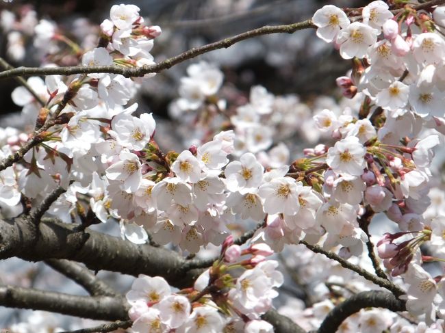 桜が見たい。<br />去年は全然お花見ができなかったので、今年こそはと意気込んでいたのに爆弾低気圧の所為で見頃はまだもうちょっと先。<br />このままでは去年の二の舞(；；)<br /><br />とにかく桜を見に行こうと朝の7時半から近所の公園や地元で桜の有名な所とか回ってみたけど、やはり５〜7分咲き。<br /><br />どこか、どこか満開の桜はないものか…。<br /><br />日頃お世話になっているグーグルさんで検索してみるとなんでも醍醐寺の桜が満開だとか。<br /><br />そんなわけで行き先京都へ決定！