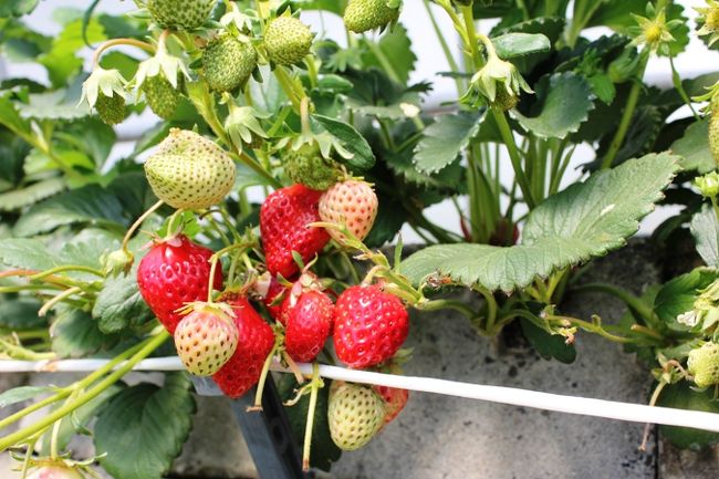 東名高速をドライブ。<br />ＳＡの桜を楽しみながらイチゴ狩りをして、Ｂ級グルメも味わった１日旅。<br /><br />桜が有名な場所はかなりの混雑が予想されるので、他の場所に行こうとなり、思いついたのがイチゴ狩り。<br />イチゴ狩りは２月がピークらしい。混んでなくってなお結構だ〜。<br /><br />予想外に、東名高速道路わきには桜が多かった。日本の春のこの時期に桜はいたるところで美しさを競っていた。