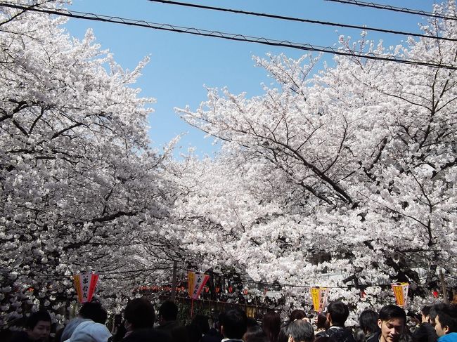 中目黒桜まつりに行ってみました。<br />2012年は4月8日が桜の見ごろとなりました。<br />今年は少し遅めの満開です。