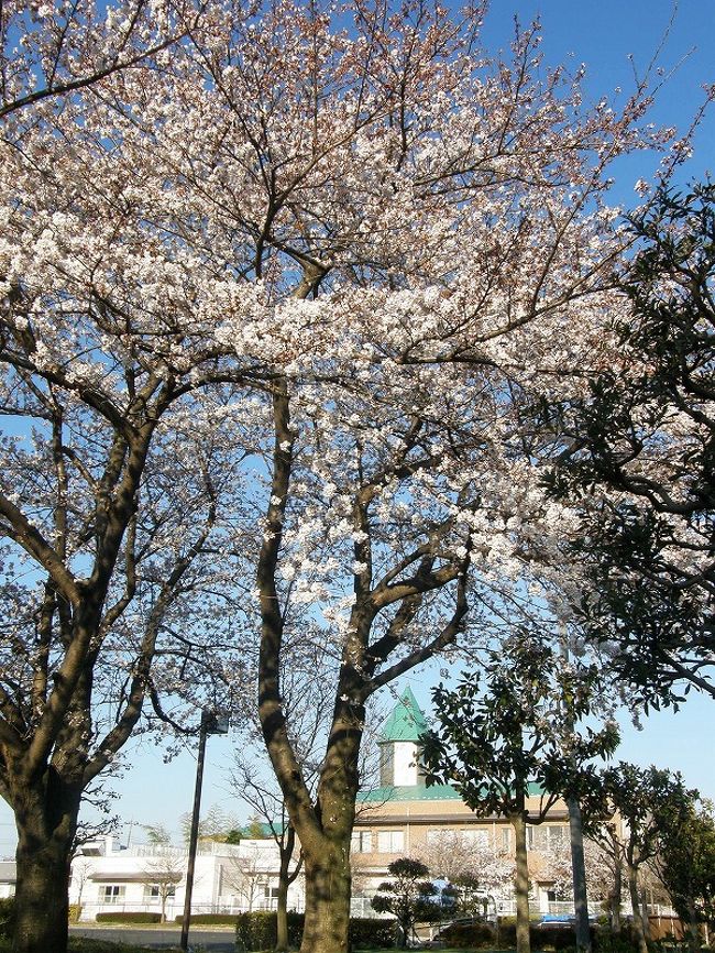 市内のさくら巡りに続き・・<br /><br />隣町の宮代総合運動公園の「さくら」を愛でる。