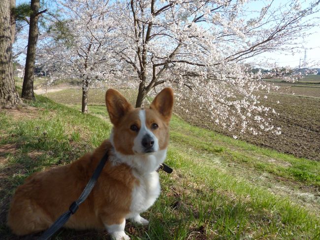 犬（ヒュー）の散歩に出ました。空は真っ青！<br /><br />とっても天気が良いので、カメラを取りに家に戻り、散歩道を撮ってみました。<br /><br />普段は住宅地と団地の道を歩きますが、今日は休日コースです。<br /><br /><br />