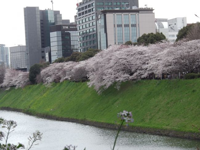 午前中に見た宮崎台の桜では飽き足らず、都心に出てみようということで千鳥が淵と皇居に行ってきました。<br />桜もほぼ満開、きれいな桜に会えました。