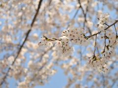 お花見。砧公園～桜丘