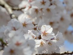 ちょっと早かった京都の桜　vol.2　　平野神社　北野天満宮編