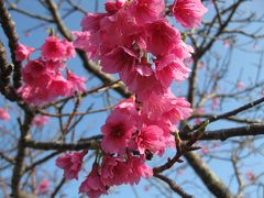 ♪女子旅♪for沖縄～気ままな３人◎美ら桜＆マーサムン～