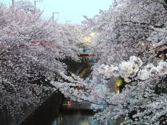 【速報】石神井川の桜並木（中板橋）