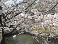 2012年春　倉敷の桜