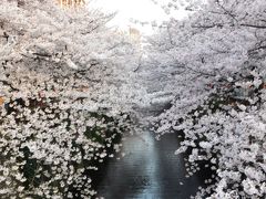 目黒川SAKURA　2012　満開そして散り始め