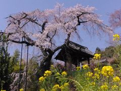 京都　高台に咲く井手町・地蔵禅院の枝垂れ桜(円山公園の兄弟姉妹木)を愛でる　