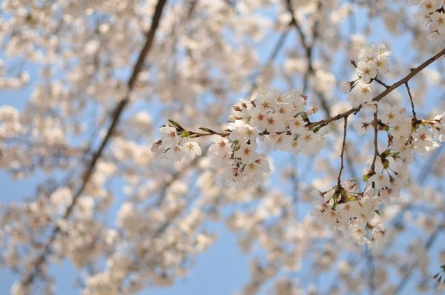 今日は良い天気だったので、ぷら～っと、家族でお花見に出かけました。<br /><br />場所は砧公園。<br />人が多かったです。<br />でも、雲一つない晴天で、暖かく気持ちいい花見となりました。<br /><br />帰りは桜丘を通って帰ってみました。