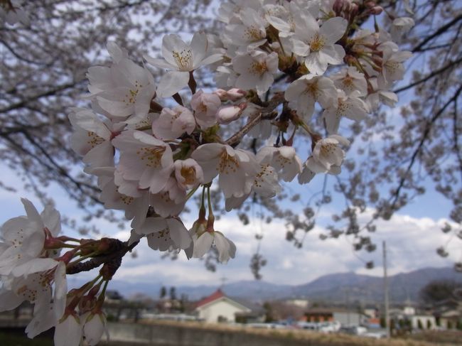 毎年４月になると、信玄公祭りにちなんだ輝きの祭典　大宝飾展が開催されます。<br /><br />日本一の宝飾産地である山梨県♪<br /><br />普段お目にかかれないファインジュエリーたちを見ることができ、光り物好きには堪らないイベントであります。<br /><br />この時期の山梨は、至る所に桃や桜の花が咲き乱れます。<br /><br />毎年、ピンクの美しい景色を楽しんでいるのですが、今年は寒さのせいか開花している木は少なかったかな。<br /><br />イベントの後は、山梨ワインの買い付け。<br /><br />近くにはワイナリーが点在し、ワイン好きをには堪らない地域なのであります♪