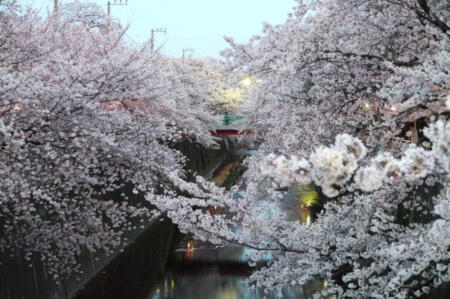 東京の桜の満開宣言を聞き、夕方から夜にかけて、石神井川の夜桜観賞へ行きました。ほぼ満開。9分咲きぐらい。