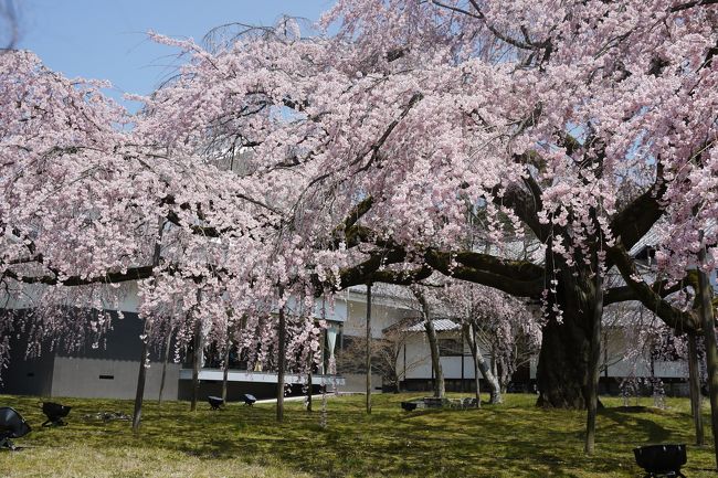 待ちに待った桜の開花<br />前日の土曜は真冬並み？？の寒さ（仕事でよっかった）<br />友人のきゅうなメール（ありがたや）で「明日は時間あればお花見いかが？」<br />「ひまひま～」<br />と急遽パソコンで調べても　まだ兵庫県は１～３分咲き・・<br /><br />京都を調べていたら<br />醐醍寺；宇治７分咲き～　　来週末またお花見に京都へ出かけようと予定あり<br />こりゃ～ここしかないと・・・京都へ<br />関西１DAYパスを使えば東西線に少し乗車するだけ<br /><br />醐醍寺は１時からイベント（－清瀧権現桜会　豊太閤観桜行列）があり桜も見頃で人いっぱい<br />行列始まるまでに移動しなきゃ～と駆け足で花見<br />三宝院と霊宝館を拝観し～宇治へ<br />三宝院の庭は素晴らしい～～<br />桜も素晴らしい～<br /><br />平等院も宇治川のお花見まつり？で沢山の人～<br />土曜日でも五万五千人の人出だったらしく<br /><br />今日は6時すぎまでに家路につかないとと<br />4時にはＪＲに乗ってました<br />やはり京都の桜は素晴らしい～<br /><br />