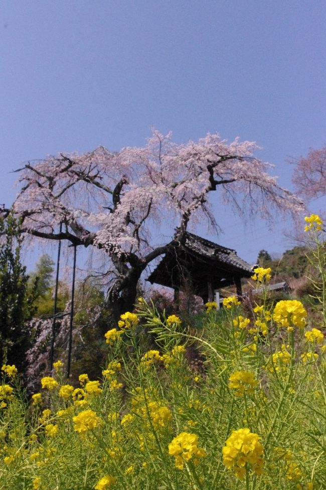 花冷えが続きましたが<br />京都市内の桜も<br />ここ数日で開花が進みました。<br />花見日和となった日曜日<br />ポカポカ陽気に誘われて<br />府南部の井手町まで<br />京都府指定天然記念物・地蔵禅院の枝垂れ桜を愛でに<br />