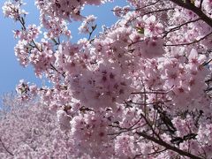 高遠･桜仙峡･伊那梅苑･小諸懐古園･大糸線　絵葉書の様な春景に出逢う感動の旅