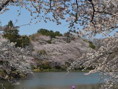 神奈川探訪（２６）　三ツ池公園のさくら　２０１２