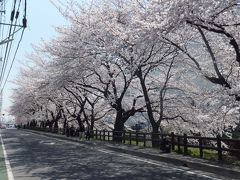 川越の桜２０１２