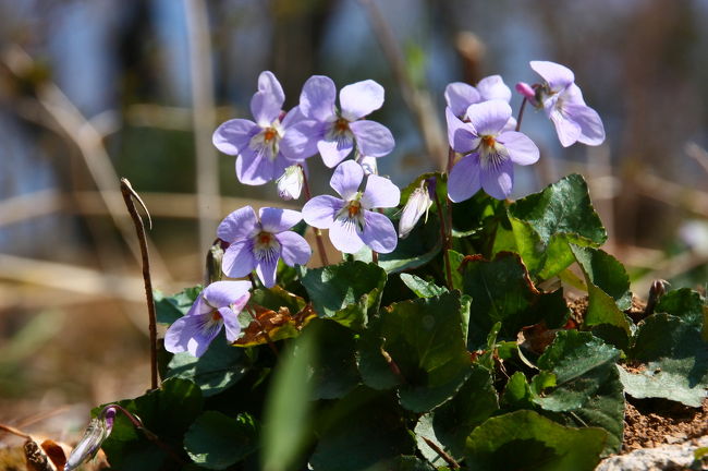 4月に入ってすぐ、そして、首都圏が満開の花見にわく第2日曜日に、まだ肌寒い多摩丘陵を歩きました。