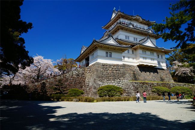 神奈川の、桜の名所を検索したところ、小田原城がヒットした為、見に行ってきました。　もちろん駅から近く、電車で移動する自分としては、狙い目の場所。