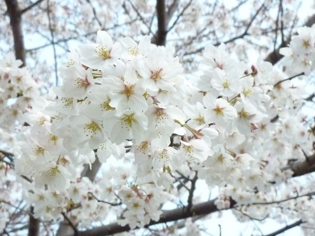 昨日はいいお天気でしたが、出かけていたので、<br /><br />まだ深北緑地へ桜を見に行っていませんでした。<br /><br />きっと昨日は家族連れで賑わっていただろう〜<br /><br />去年は孫と一緒に行ったけどなあ〜<br /><br />きょうの昼ごろに行ってきたら、桜は満開でした♪<br /><br /><br /><br />