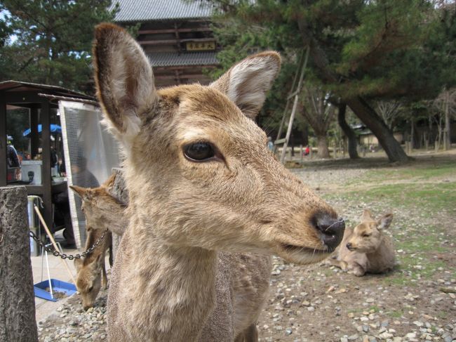 やっと春の陽気になりました。<br />２０１２年タンデムツーリング、スタートです！<br />ホワ〜ンとした癒やしを求めて、奈良公園の鹿さんに<br />会いに行って参りました♪<br /><br />