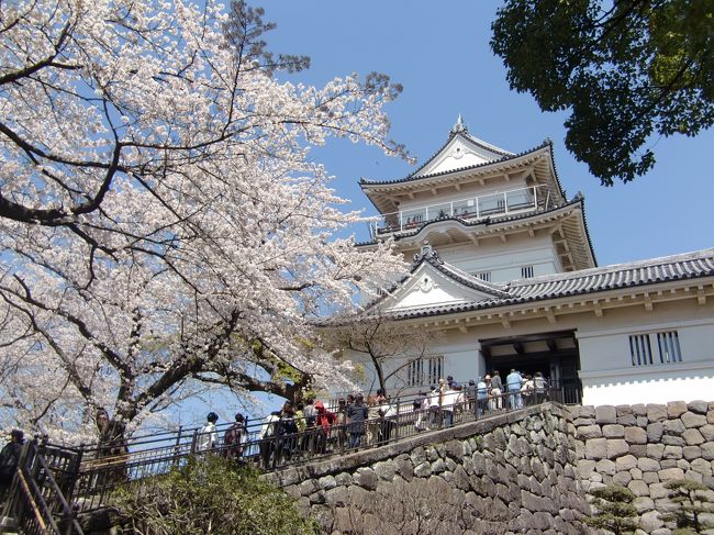 ４月７日〜９日の二泊で、小田原、箱根に桜を見に行きました。<br />小田原城址公園には、天守閣やお堀に沿って、<br />約３５０本のソメイヨシノが咲いています。<br />７日は土曜日の為、道路も駐車場も大渋滞、<br />お城に近づくことはできずに断念。<br />帰りの９日にどうにか駐車、やっと小田原城址公園の<br />満開の桜を見ることができました。<br />お堀や天守閣と桜の景色はとても美しかったです。<br />