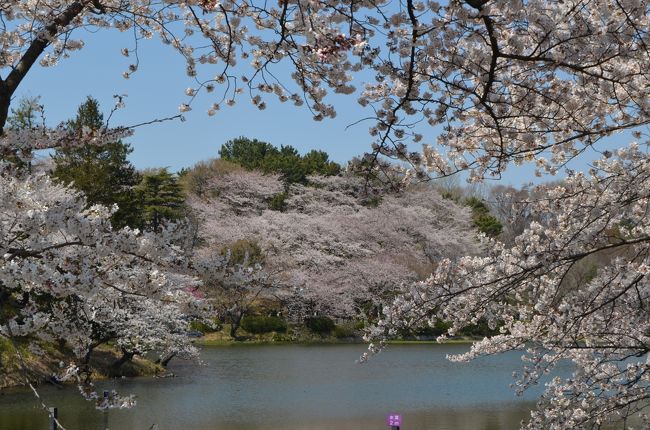 神奈川探訪（２６）　三ツ池公園のさくら　２０１２