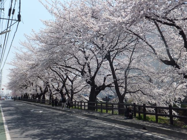 わが街・川越の桜も満開です！<br /><br />一人自転車に乗り、満喫してきました〜〜〜♪