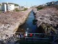 恩田川で花見　そして　鷺沼の　鯉寿司で一杯やりました。