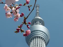 花を求めて8.5キロ（押上、隅田川、上野界隈）