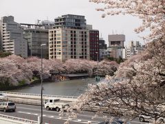 お花見２０１２：半蔵門～靖国神社